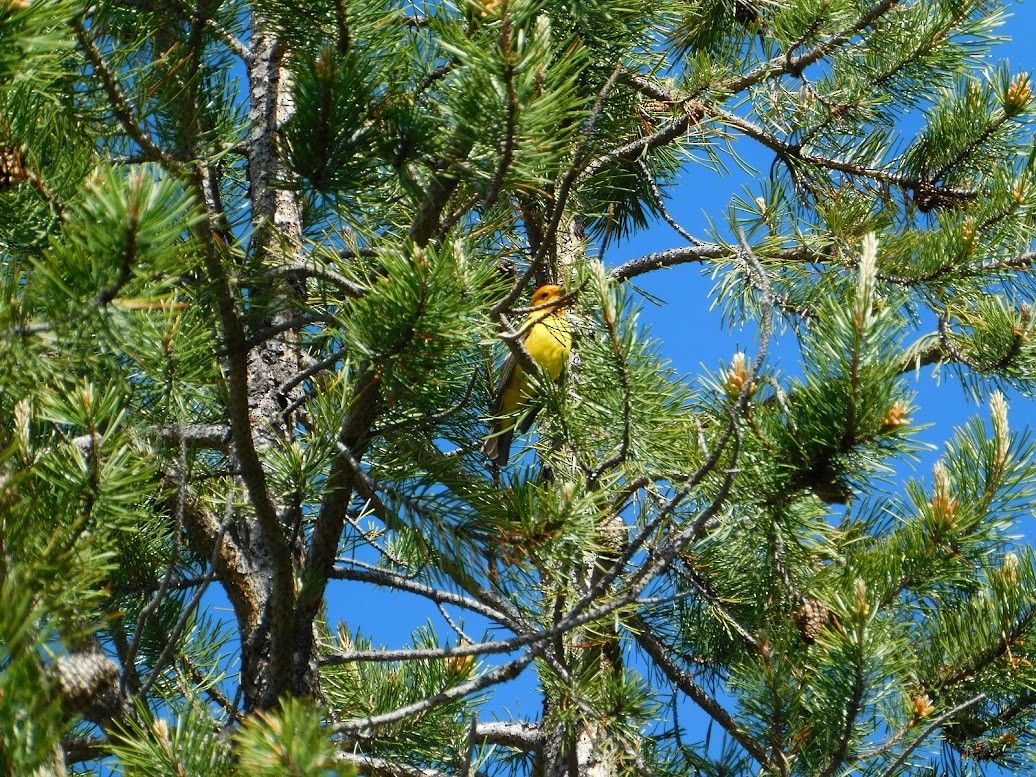 Western Tanager - ML613438719