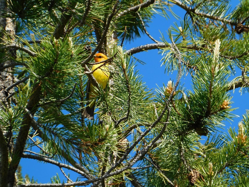 Western Tanager - ML613438724