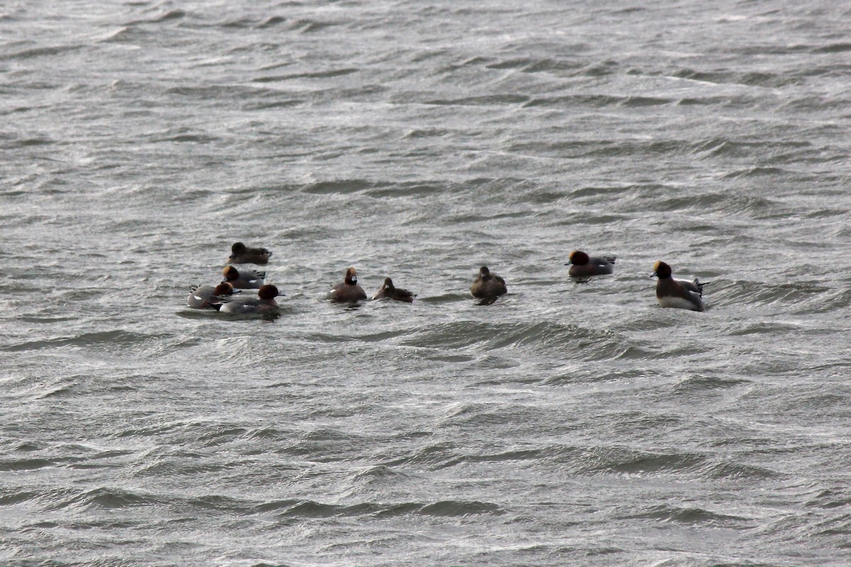 Eurasian Wigeon - ML613438726