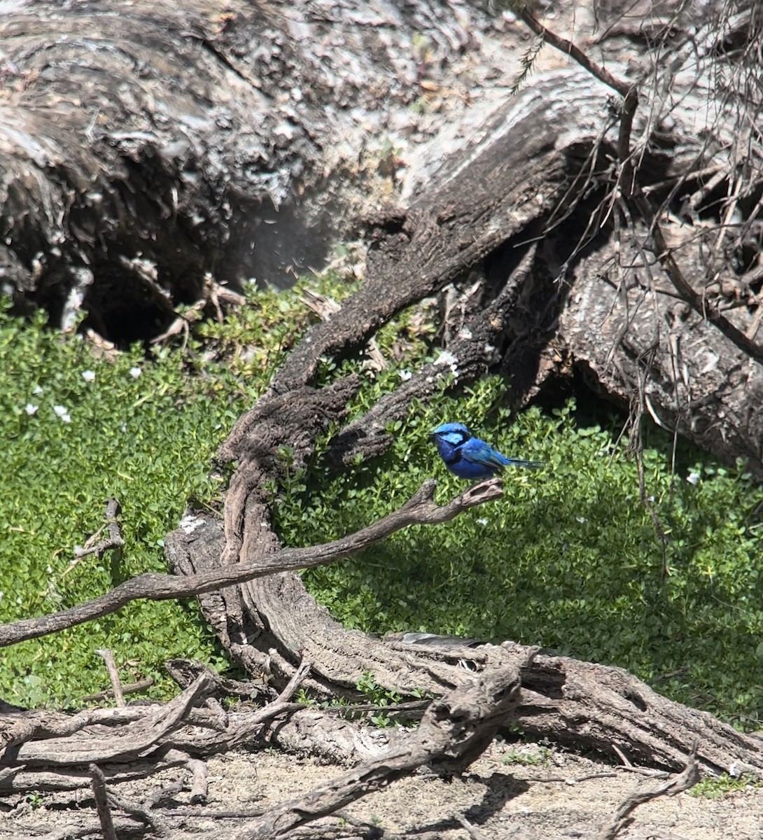 Splendid Fairywren - ML613438748