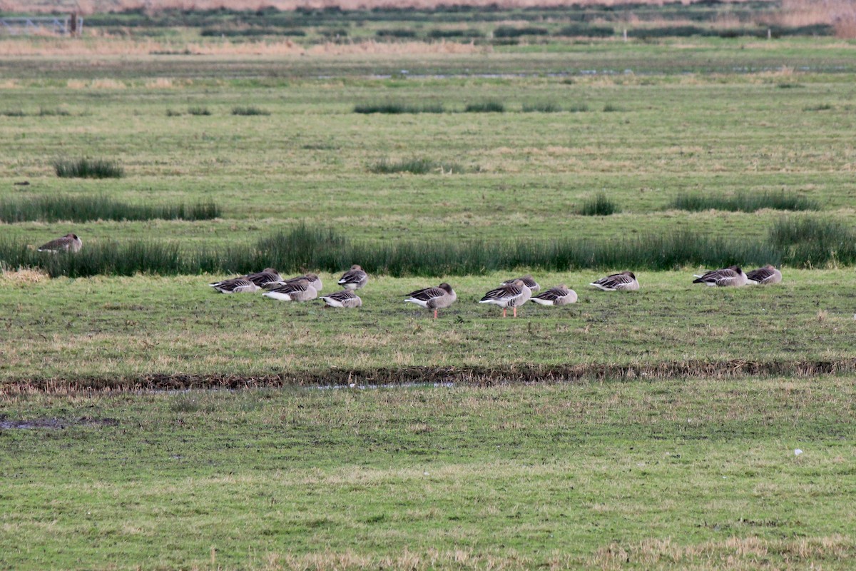 Graylag Goose - ML613438757