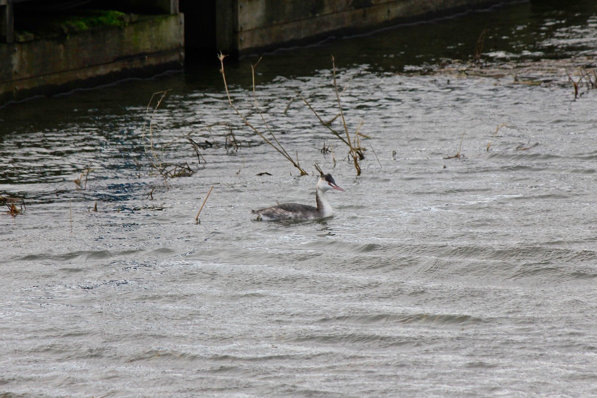 Great Crested Grebe - ML613438761