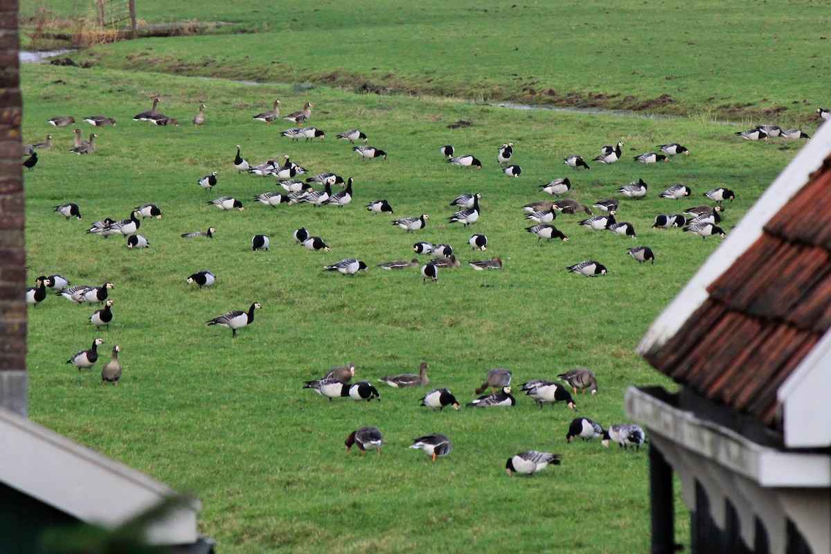 Barnacle Goose - ML613438765