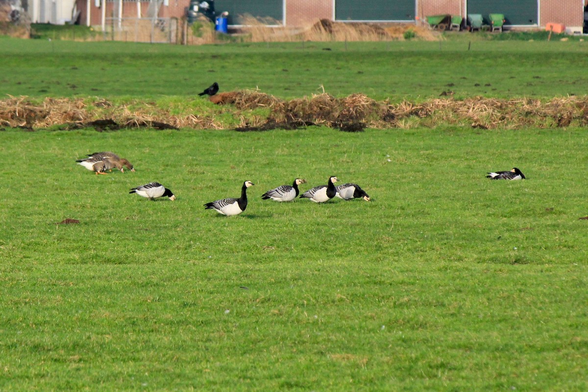 Barnacle Goose - ML613438766