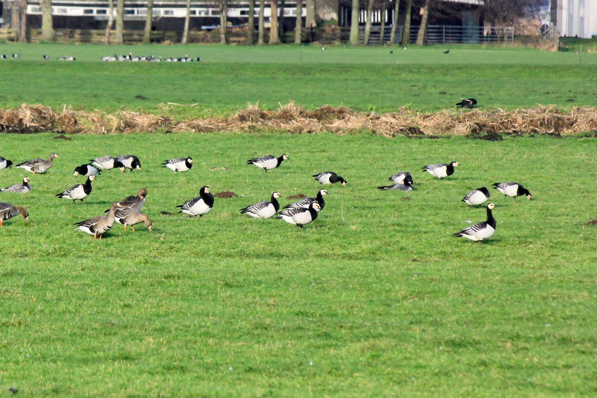 Barnacle Goose - ML613438771