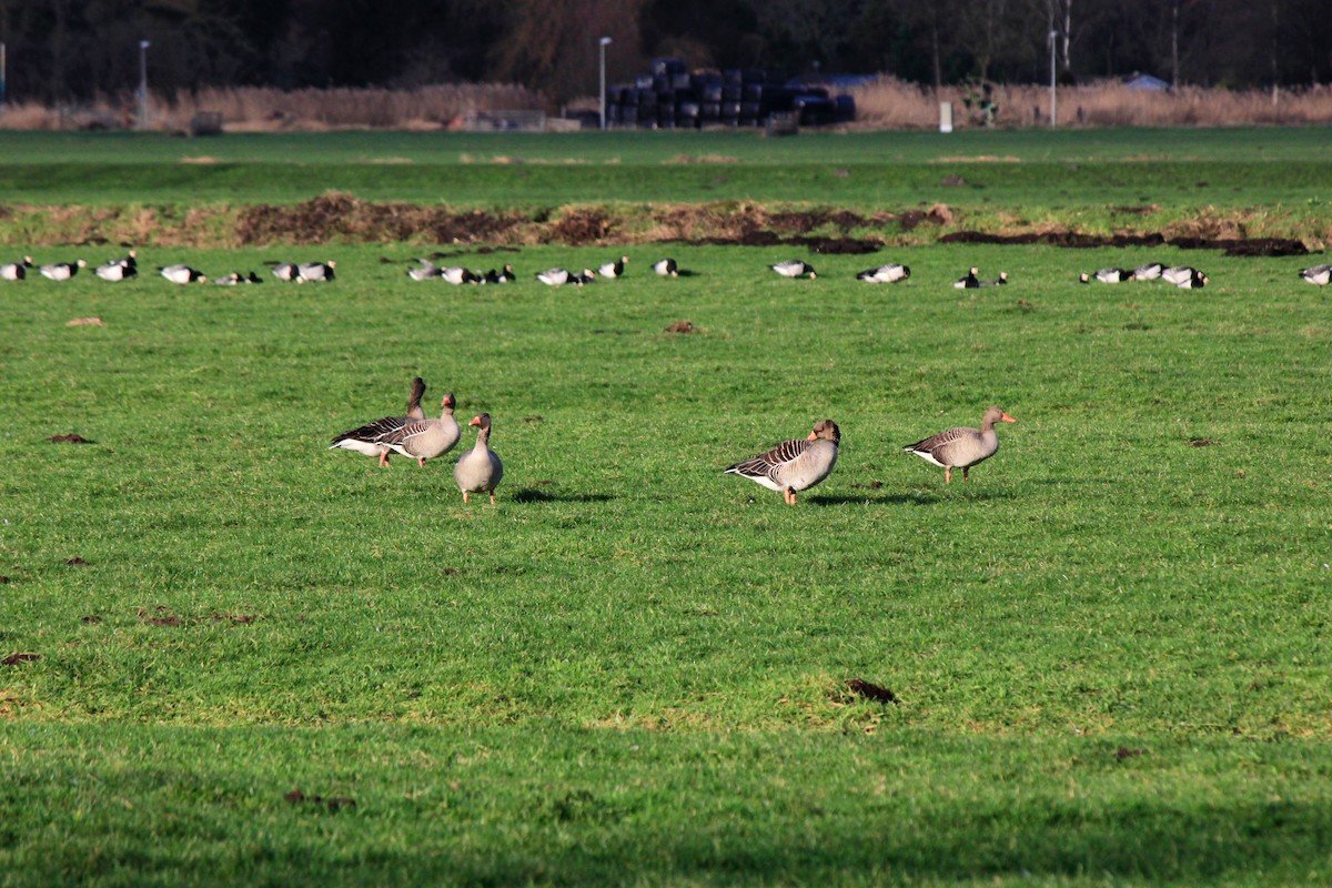 Graylag Goose - ML613438775