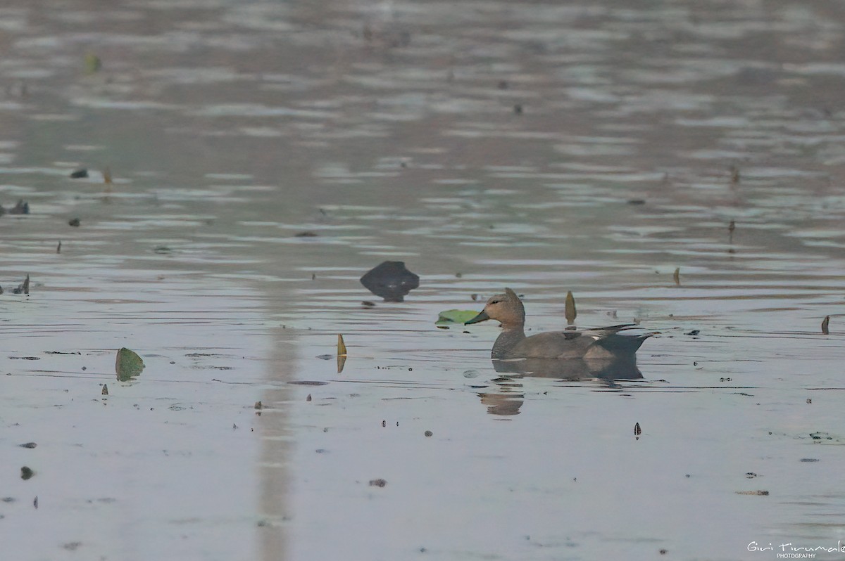 Gadwall - Giri Tirumale