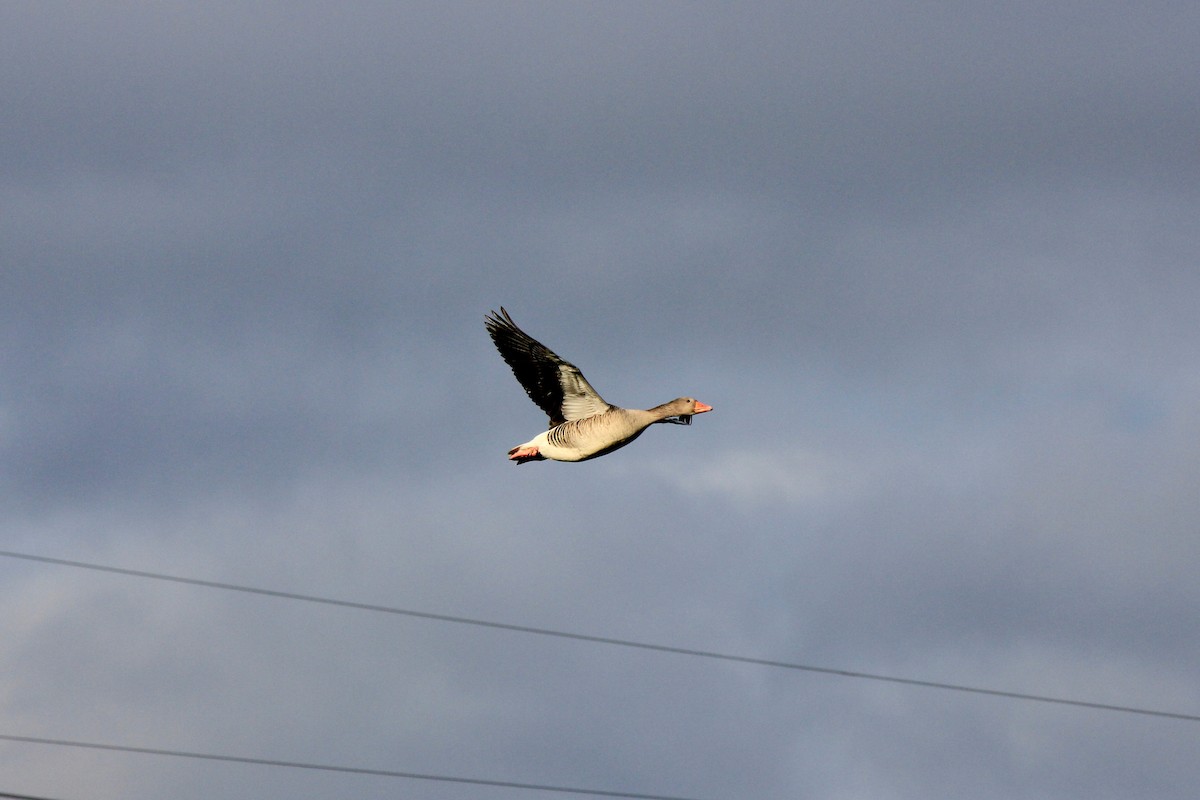 Graylag Goose - Scott Wieman