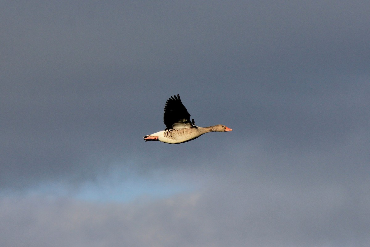 Graylag Goose - ML613438778