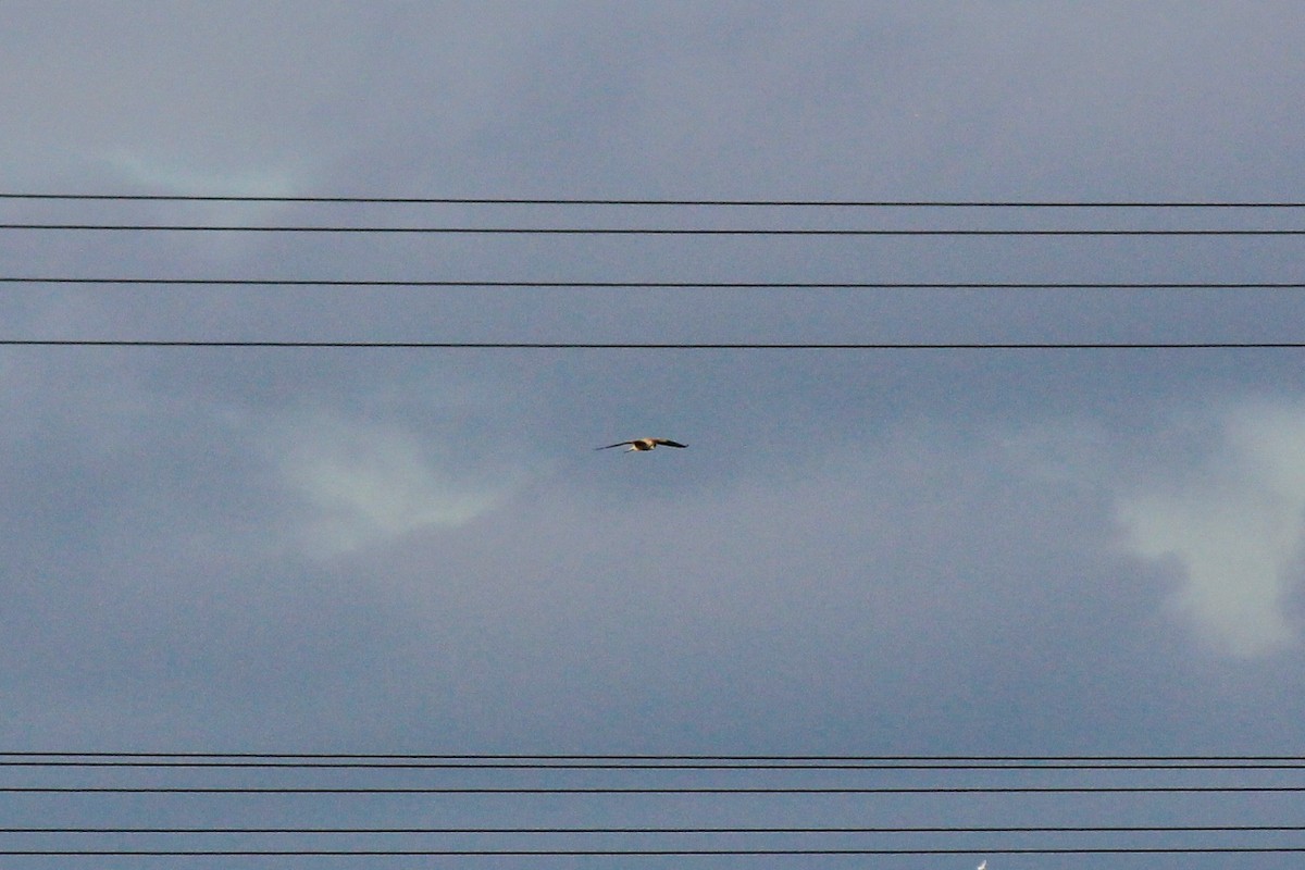 Eurasian Kestrel - Scott Wieman