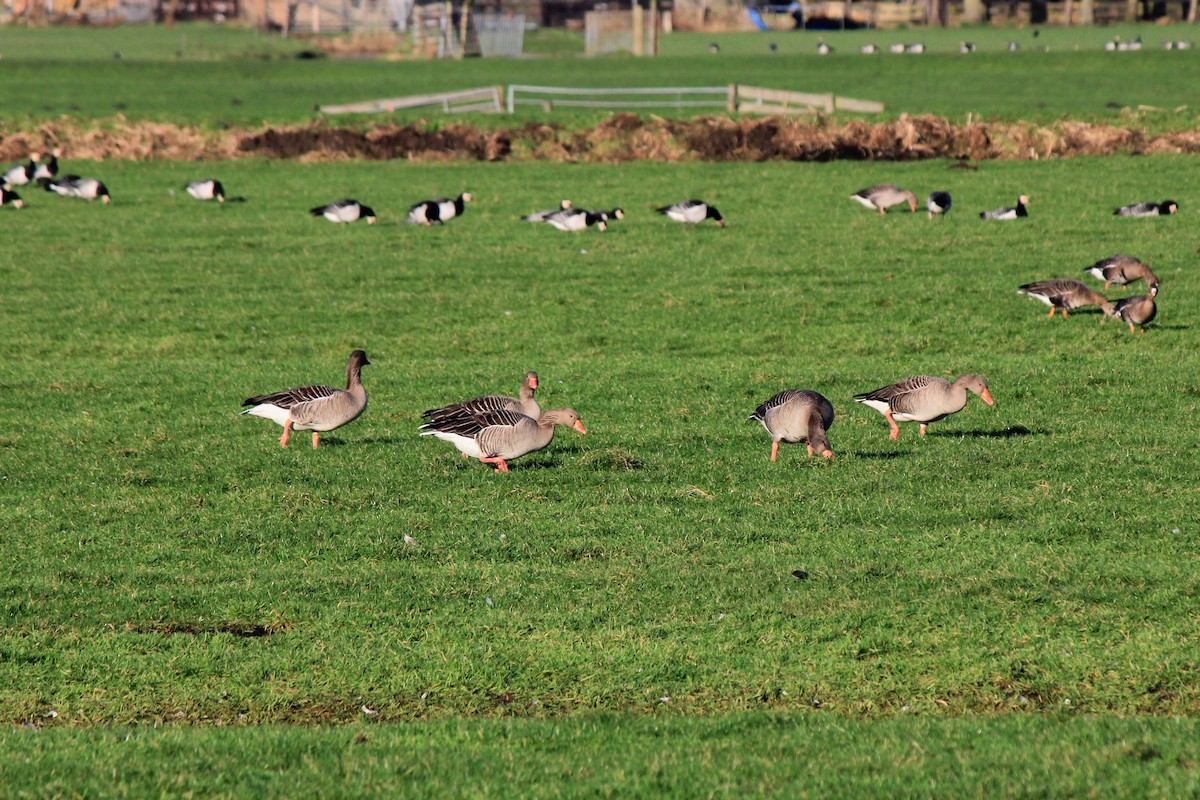 Graylag Goose - ML613438794