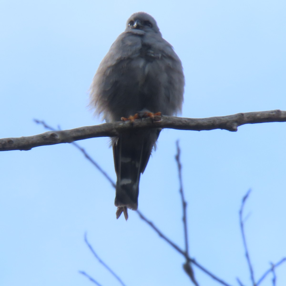 Plumbeous Kite - ML613438824