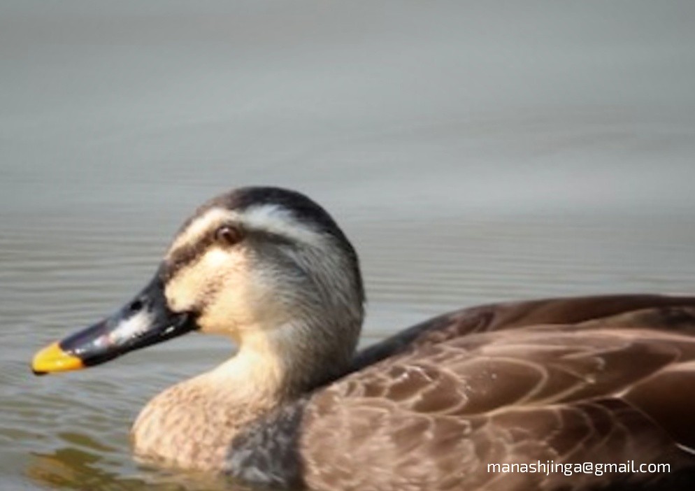 Eastern Spot-billed Duck - Manash Pratim