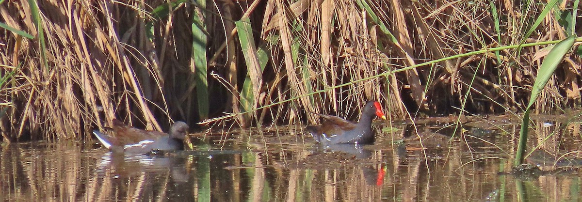 Common Gallinule - Nic Zimmer