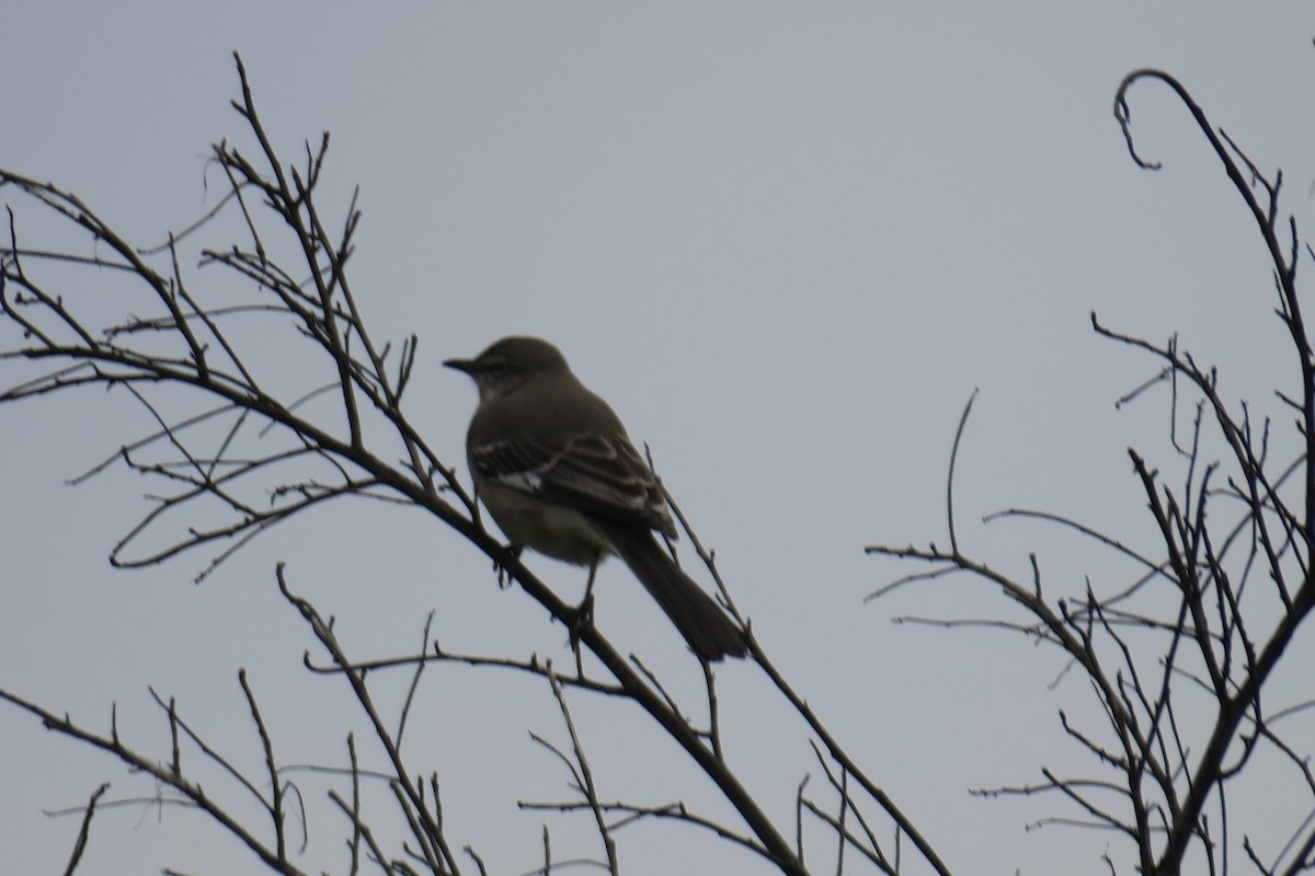 Northern Mockingbird - ML613439003