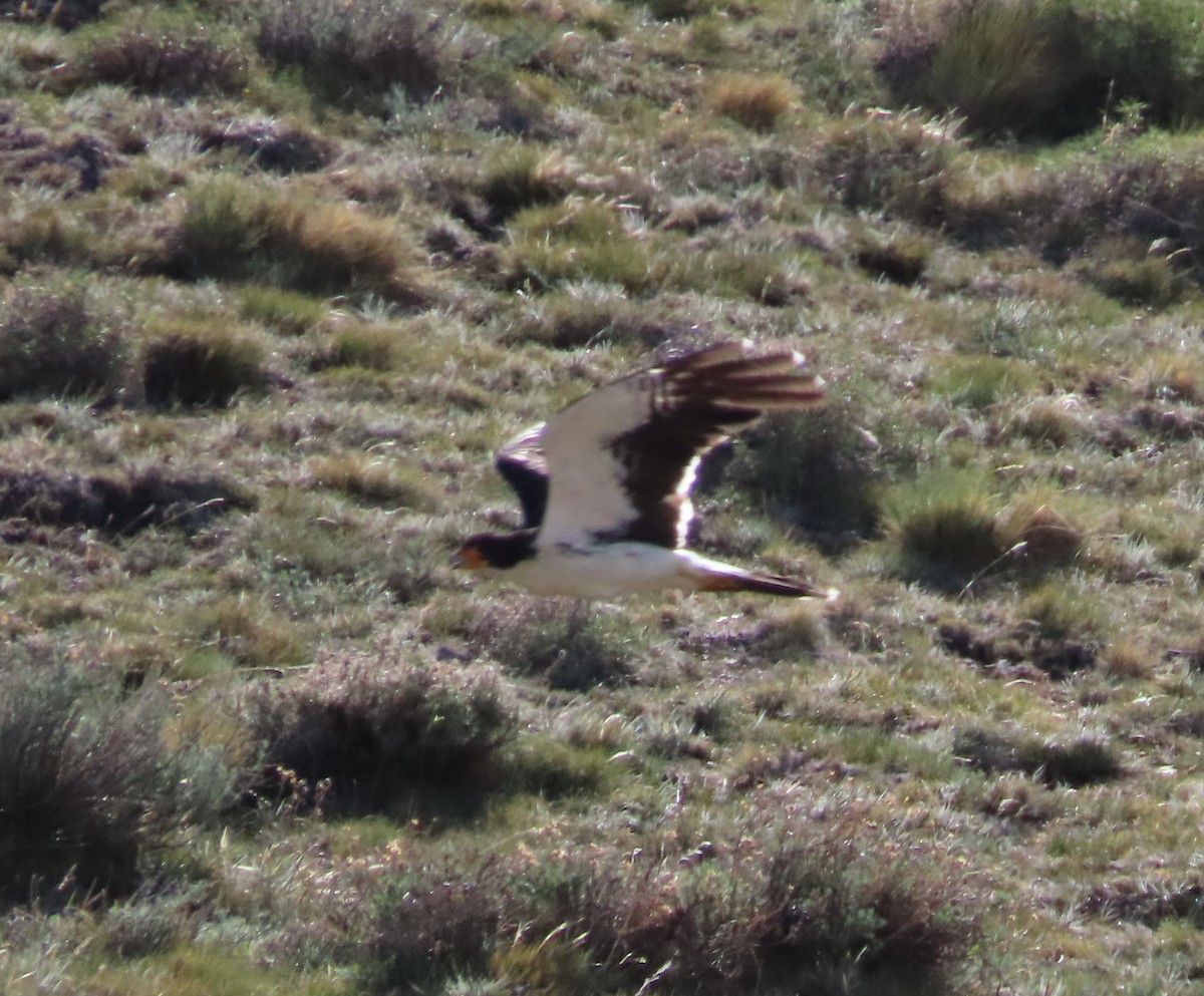 Caracara Araucano - ML613439019