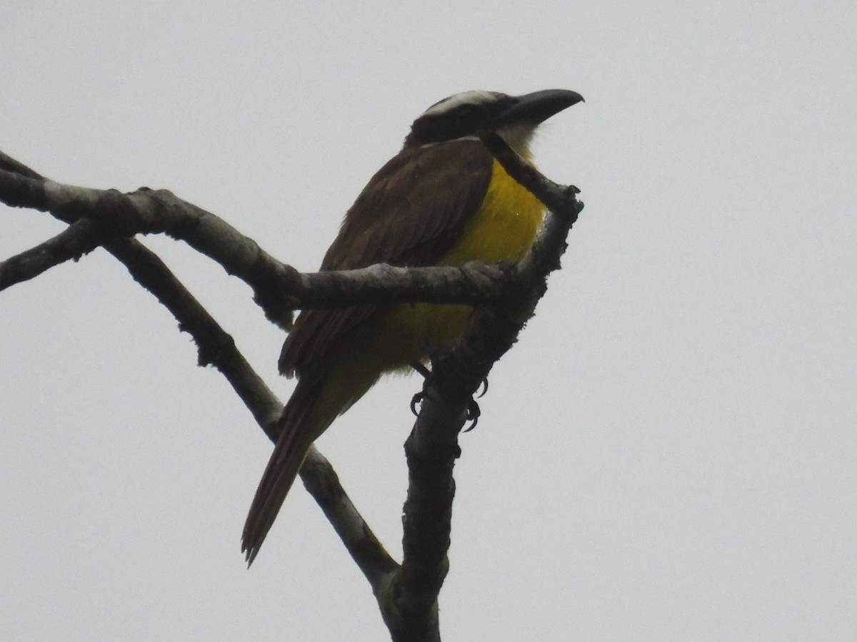 Boat-billed Flycatcher (Tumbes) - ML613439070