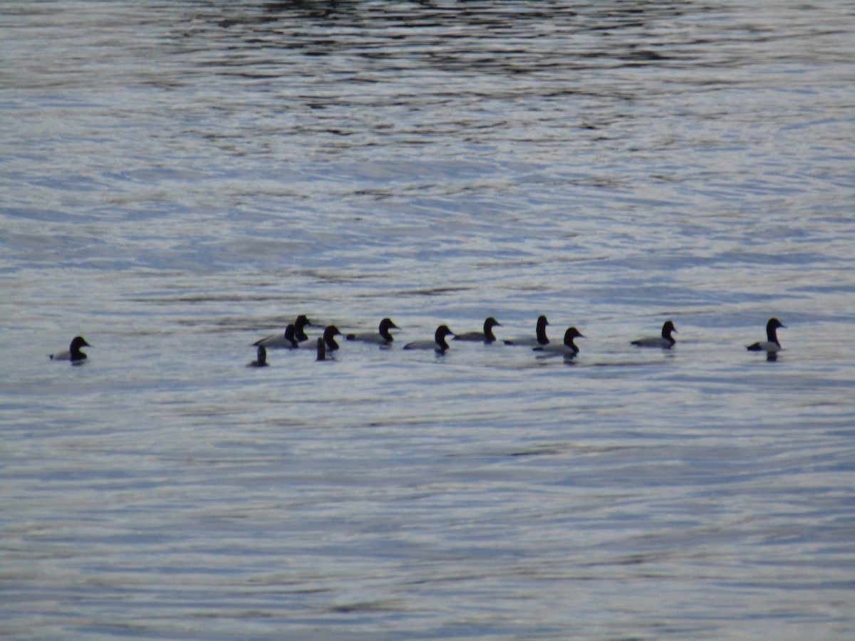 Canvasback - ML613439101