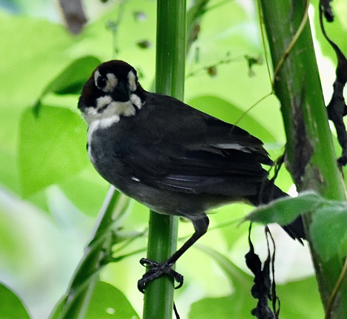 Cabanis's Ground-Sparrow - ML613439150