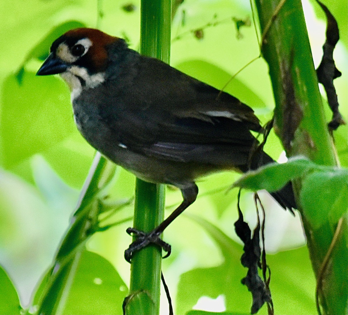 Cabanis's Ground-Sparrow - ML613439151