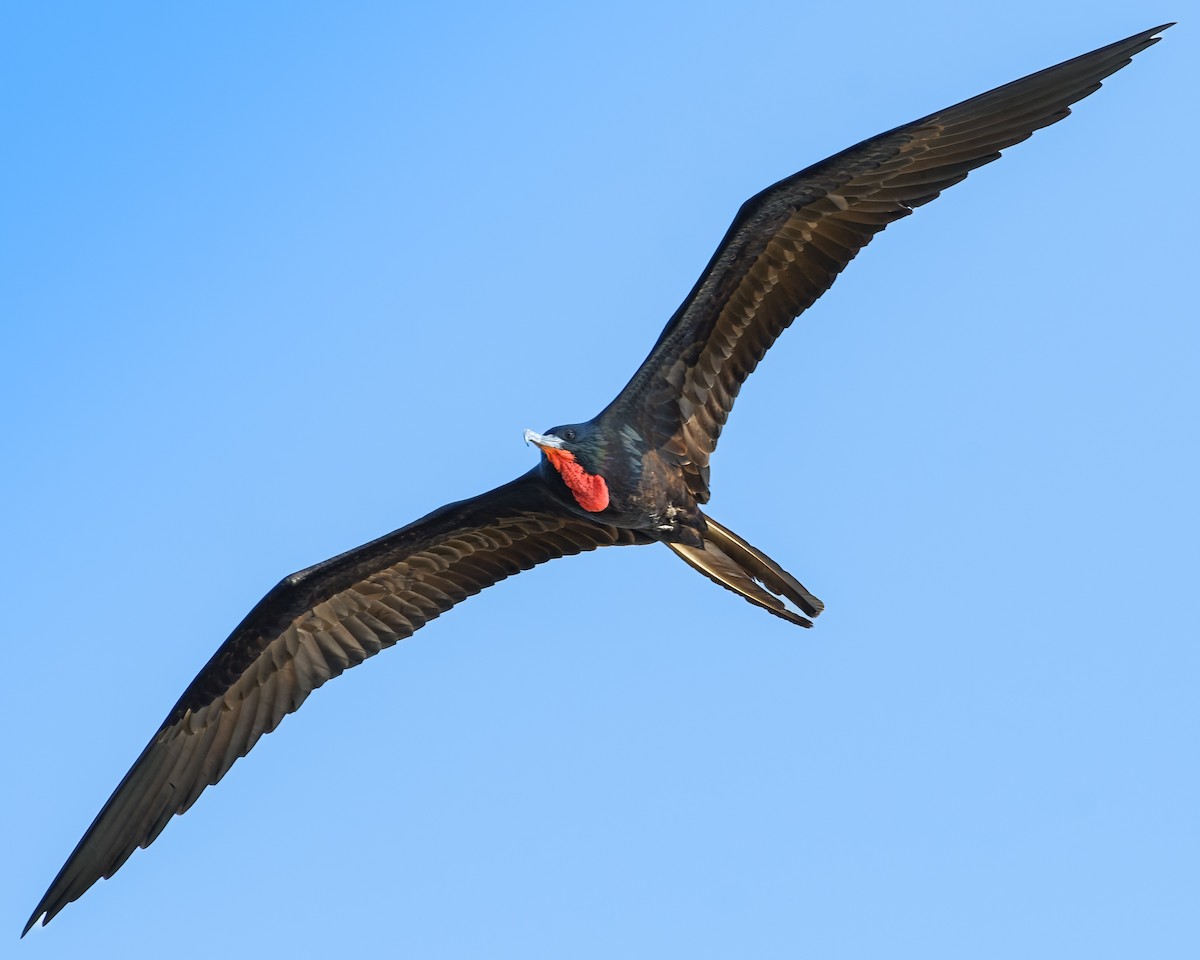 Magnificent Frigatebird - ML613439160