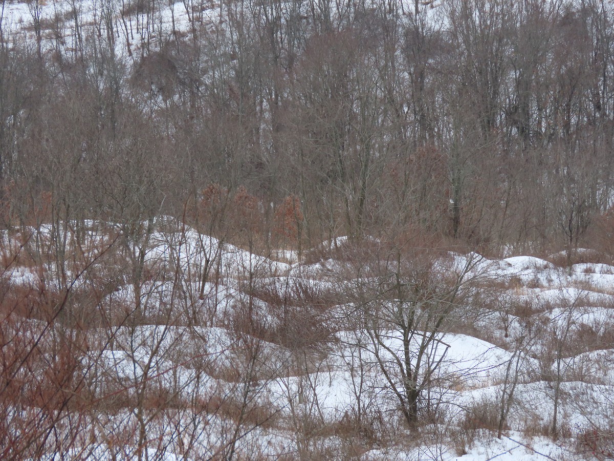 Northern Shrike (American) - ML613439200