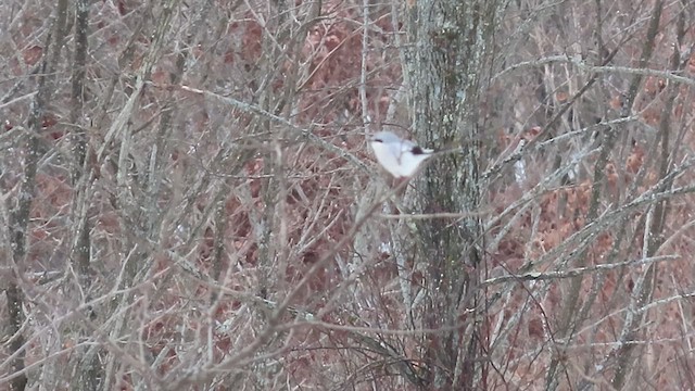 Northern Shrike (American) - ML613439216