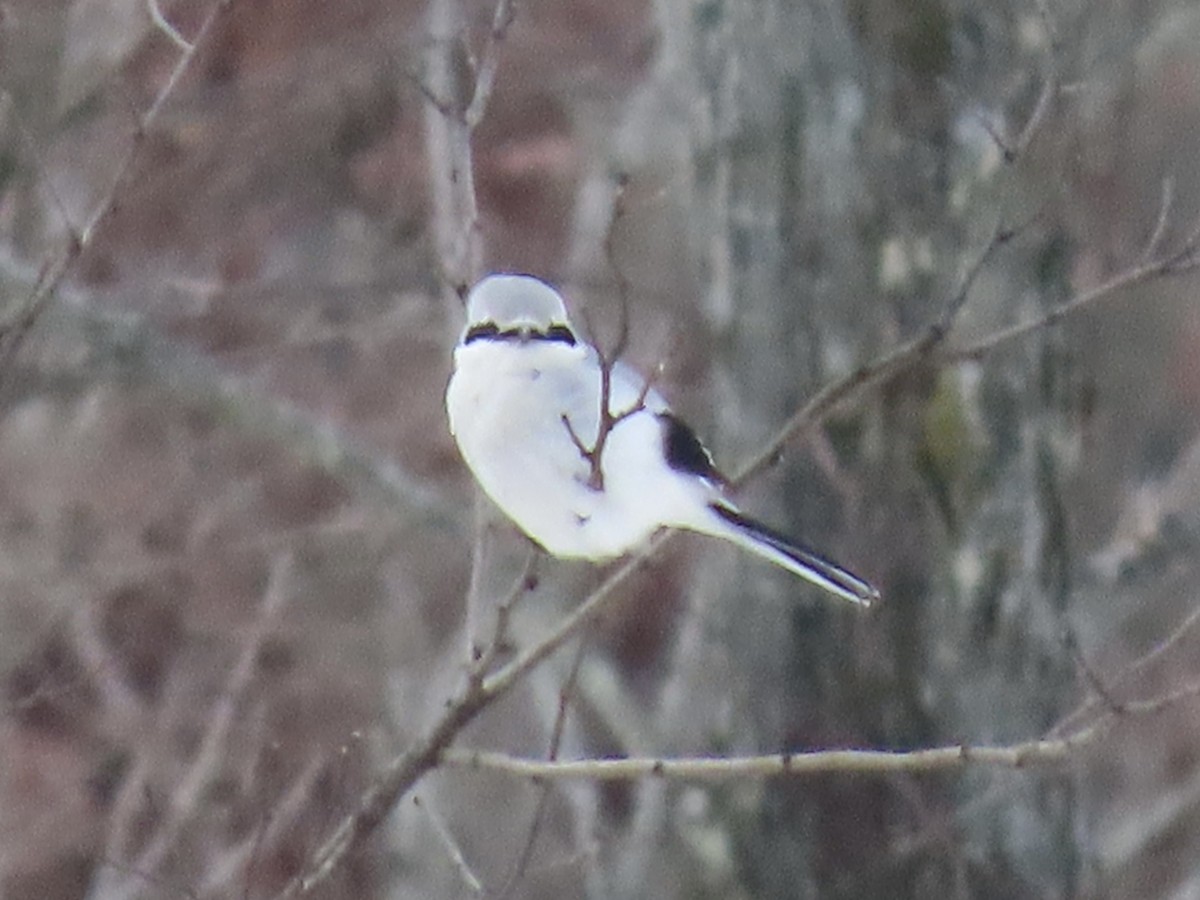 Northern Shrike (American) - ML613439255