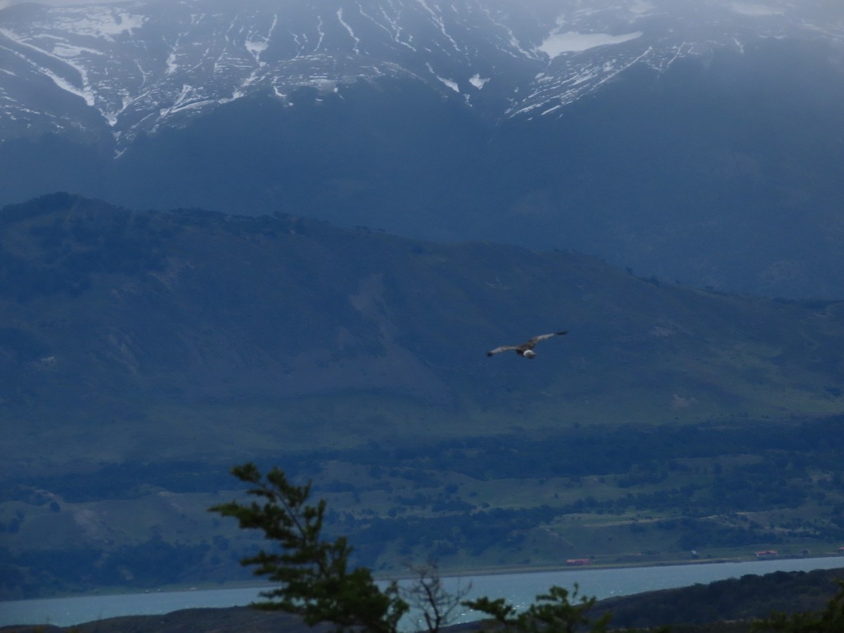 Cinereous Harrier - ML613439347