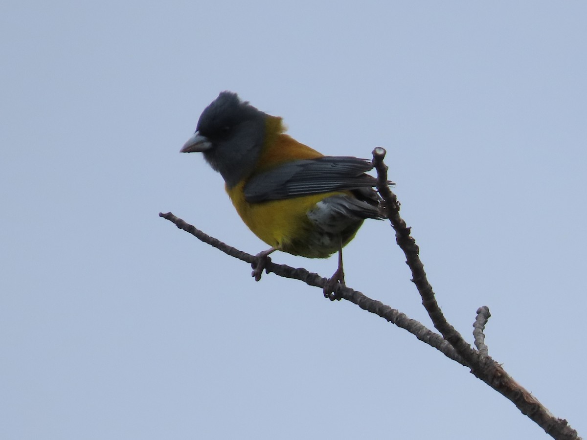 Patagonian Sierra Finch - ML613439368