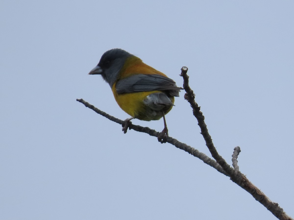 Patagonian Sierra Finch - ML613439369