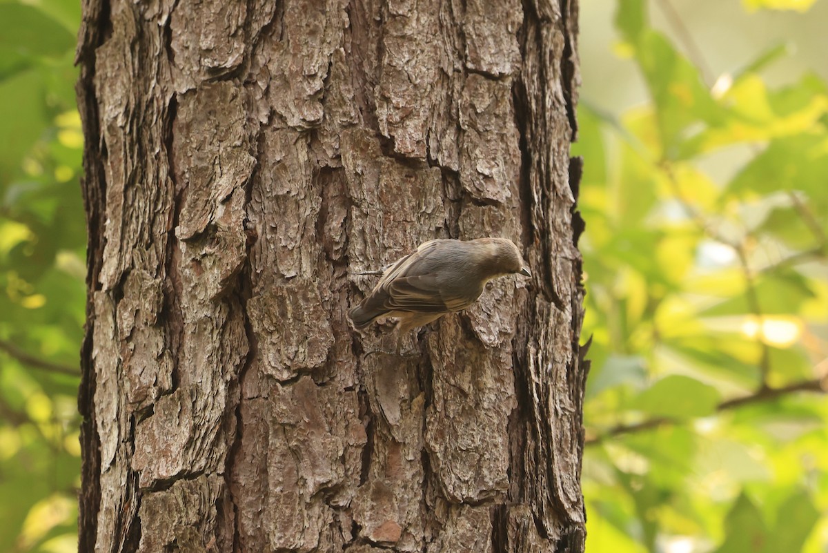 Brown-headed Nuthatch - ML613439370