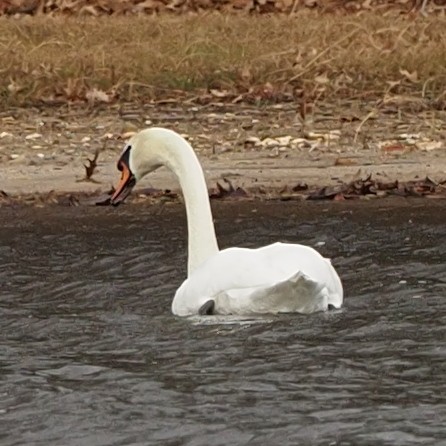 Хуруут хун - ML613439375