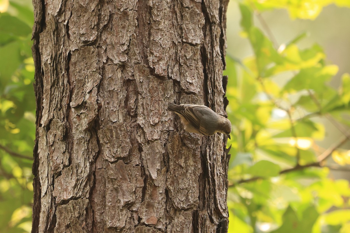 Brown-headed Nuthatch - ML613439377