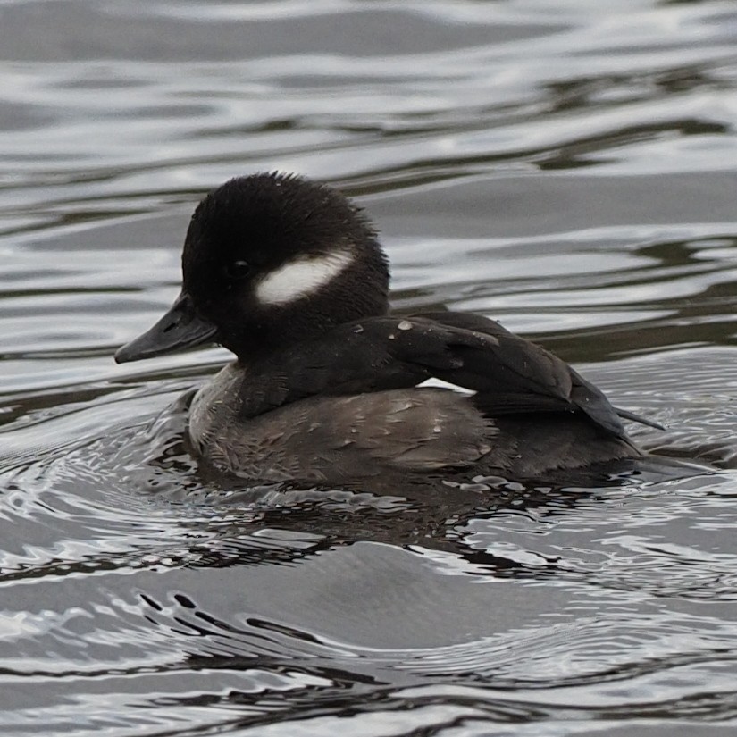 Bufflehead - ML613439378