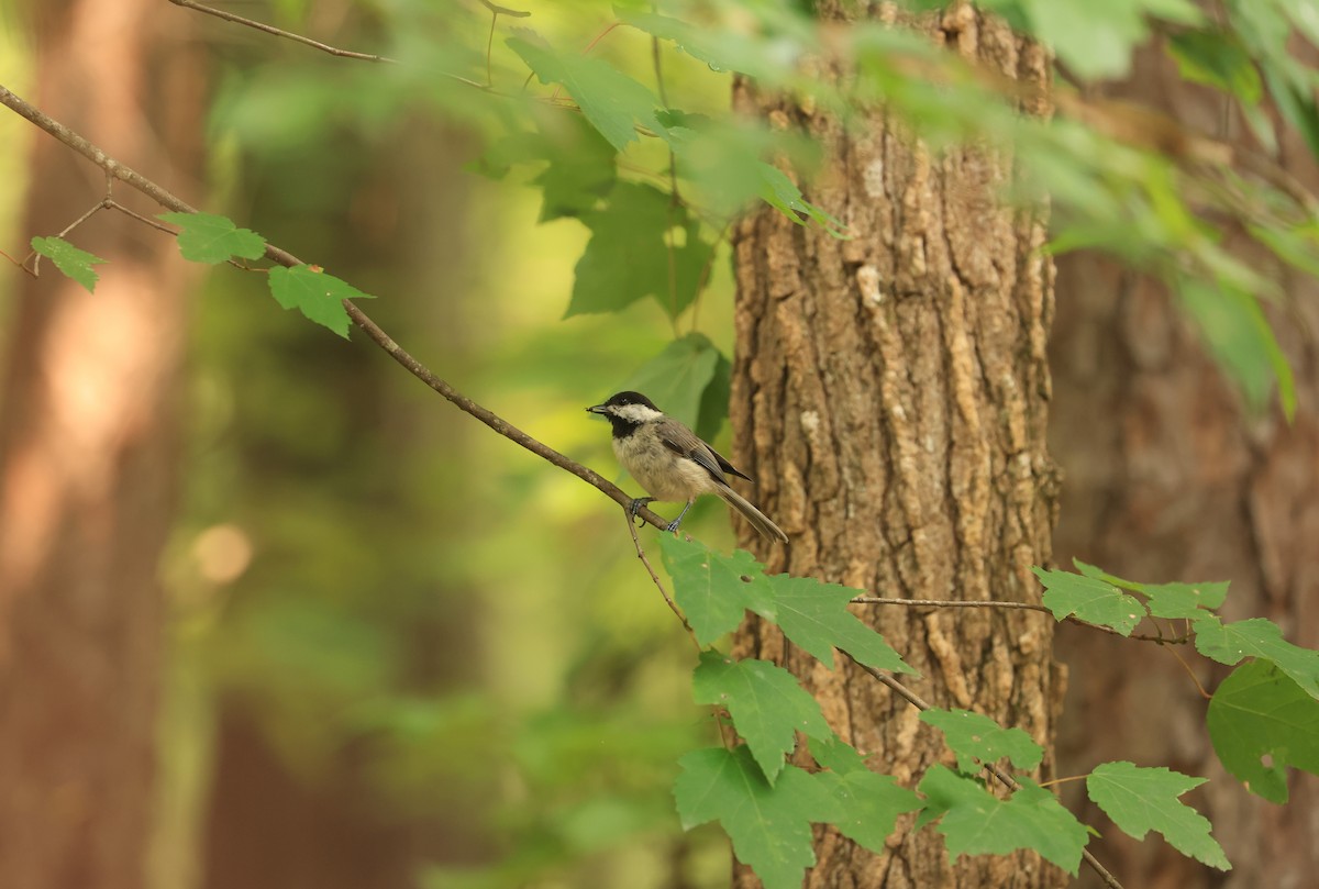 Carolina Chickadee - ML613439382