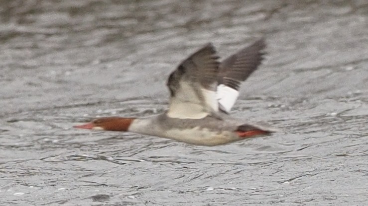 Хумхин бохио - ML613439386