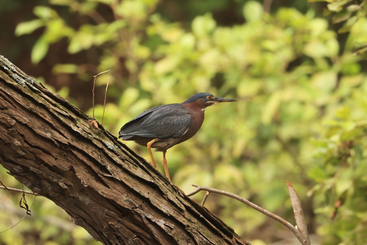 Green Heron - ML613439396