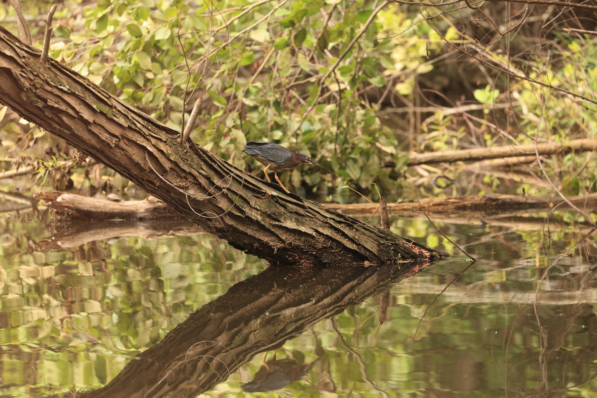 Green Heron - ML613439410