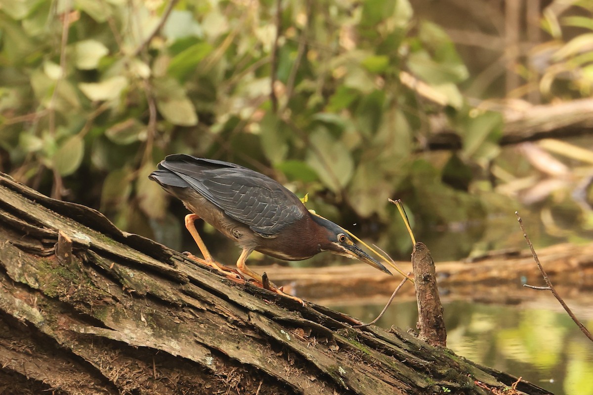 Green Heron - Allan Williams