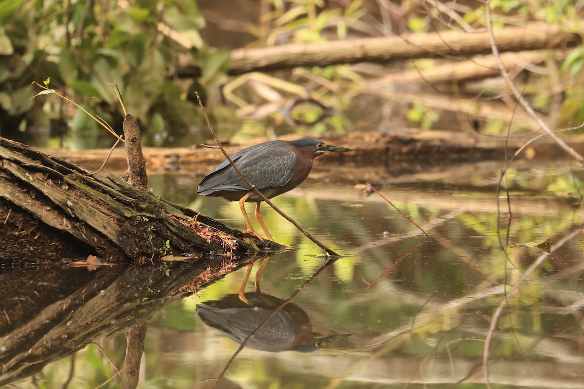 Green Heron - ML613439422