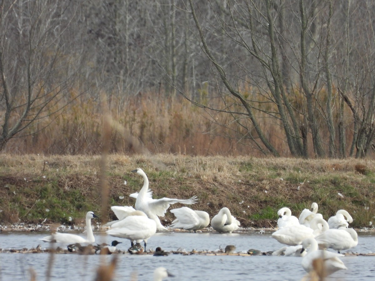 Tundra Swan - Rhonda Weiss