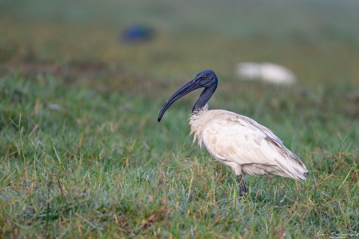 ibis černohlavý - ML613439477