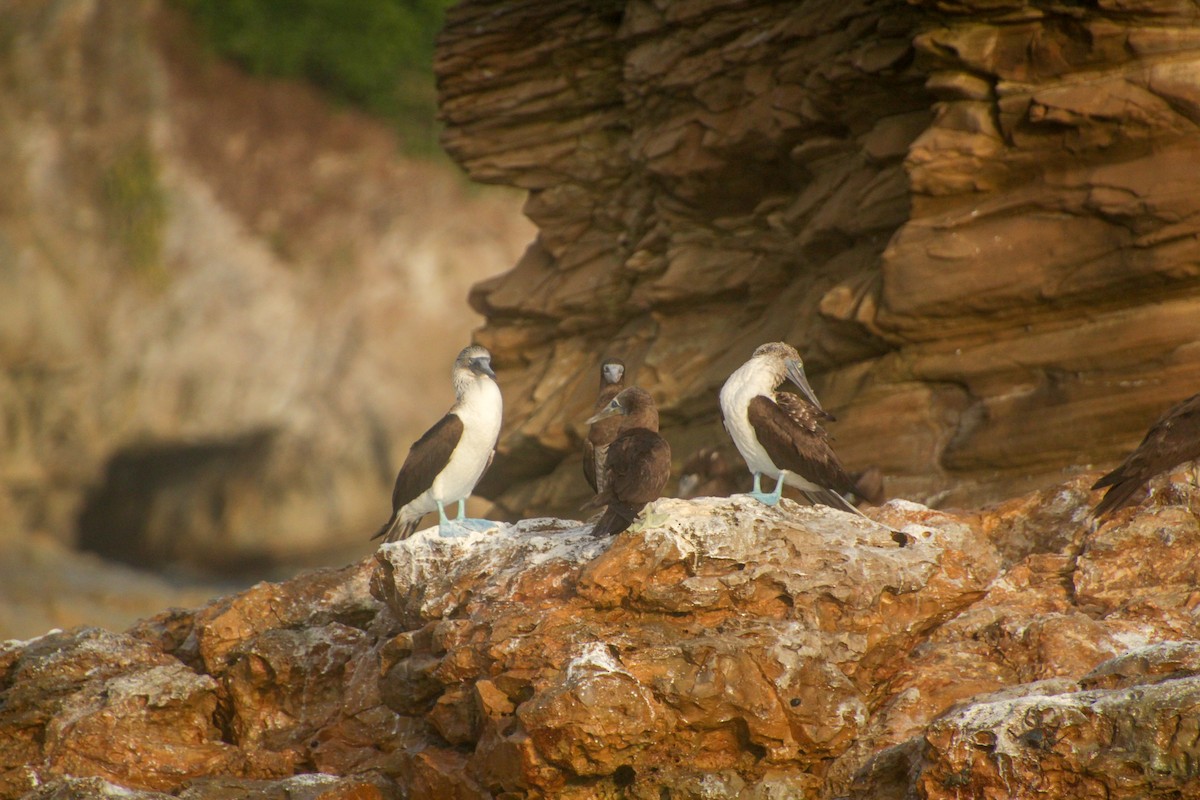 Blue-footed Booby - ML613439563