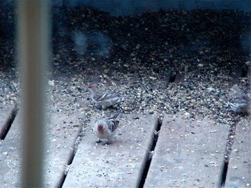 Common Redpoll - Peggy Blair