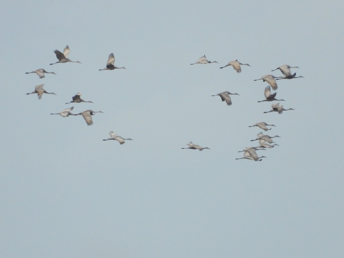 Sandhill Crane - Rhonda Weiss