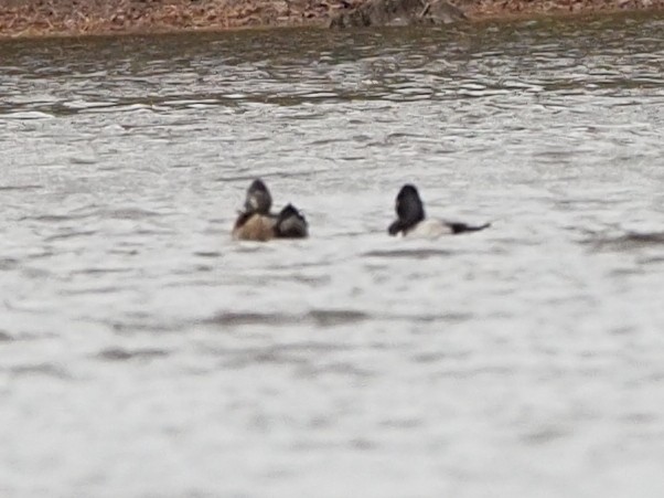 Ring-necked Duck - ML613439592