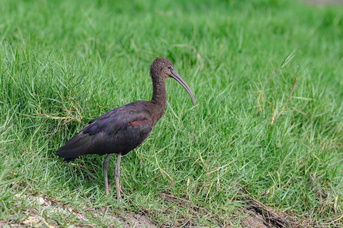 Glossy Ibis - ML613439626