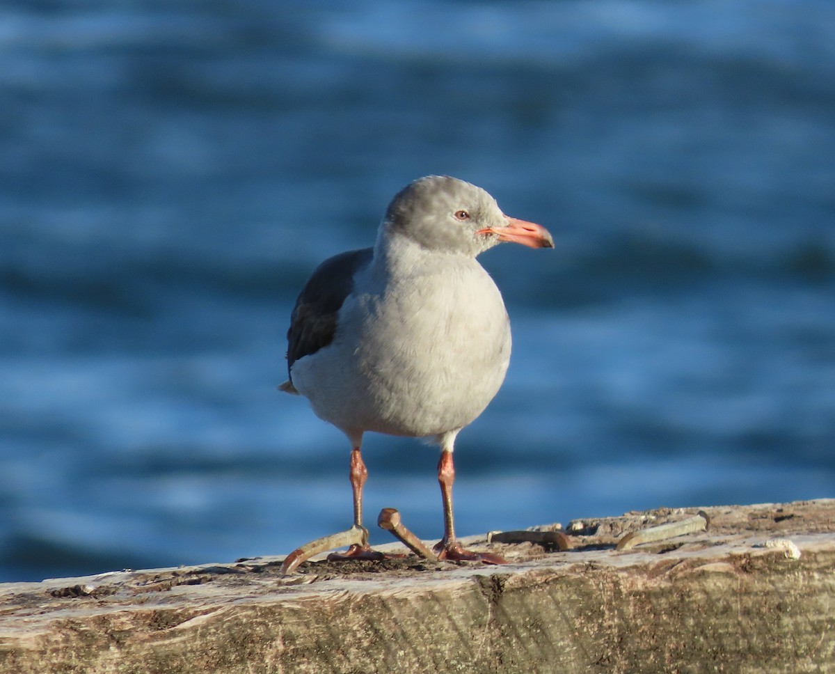 Dolphin Gull - ML613439648