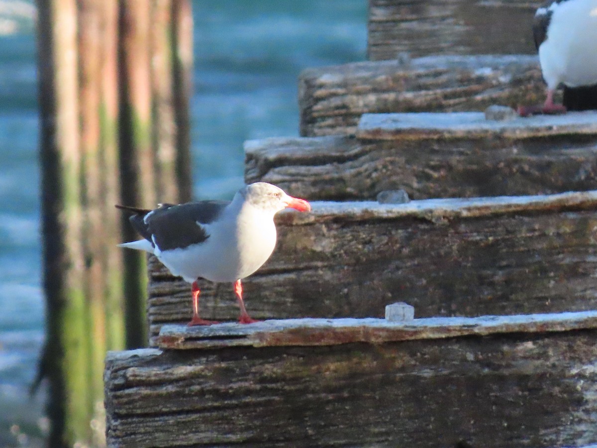 Dolphin Gull - ML613439650